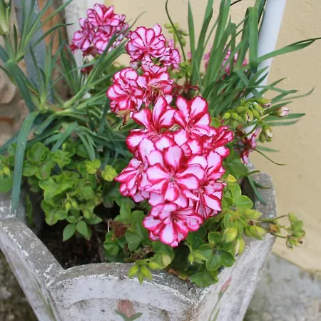 Pro Touristic Romantic Nature Casa vacanze *